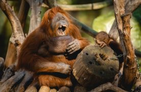 Visita lliure al Zoo de Barcelona