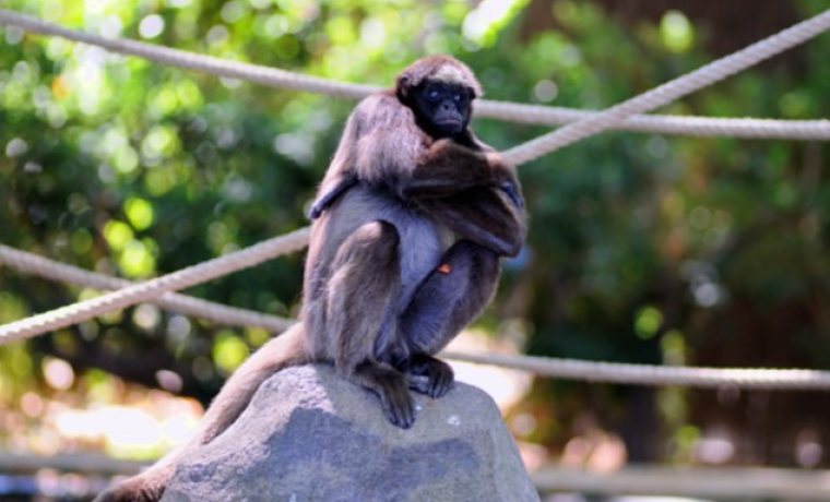 Visita libre al Zoo de Barcelona