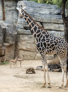 Enlace a la ficha del equipamiento Zoo de Barcelona