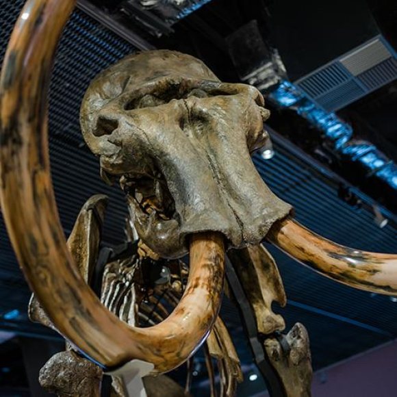 Exposició MAMUT. El gegant de l'Edad de Gel 