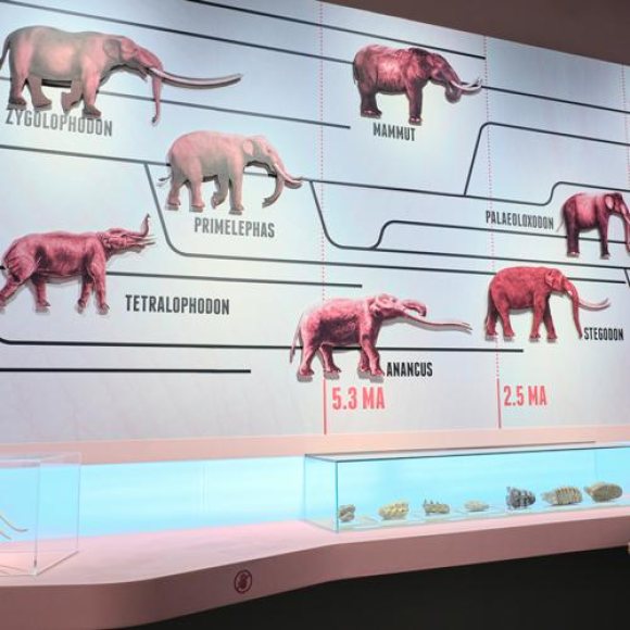 Exposició MAMUT. El gegant de l'Edad de Gel 