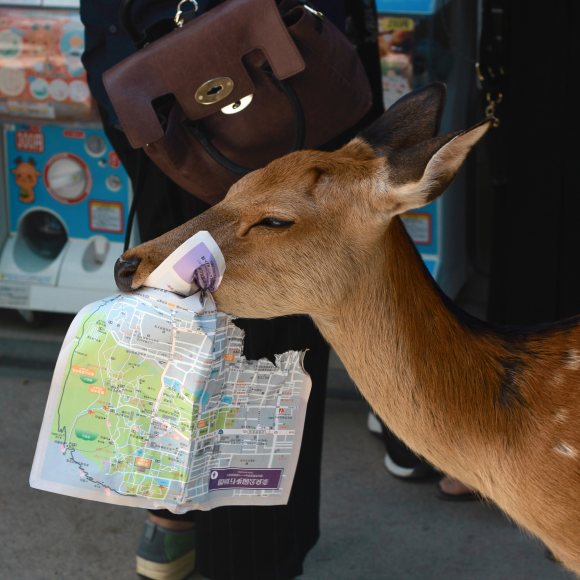 Fotografia promocional. Es veu un bambi pel carrer d'una ciutat que porta un mapa a la boca