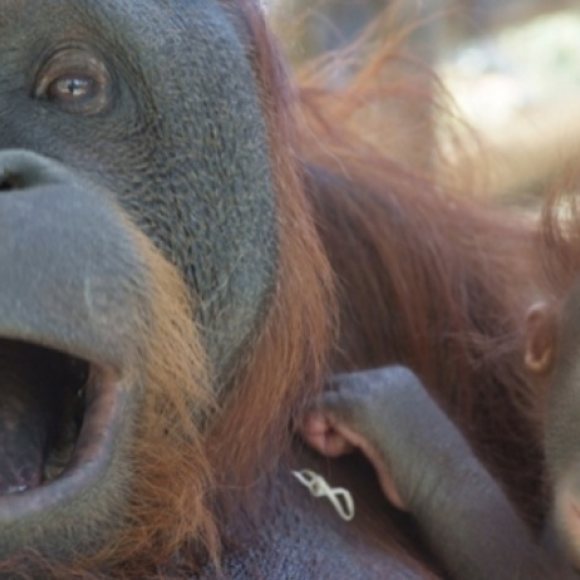 Visita libre al Zoo de Barcelona