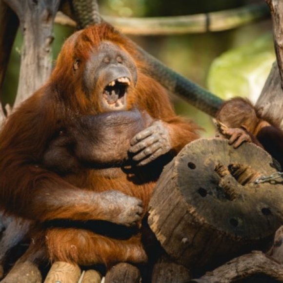 Free visit to the Barcelona Zoo