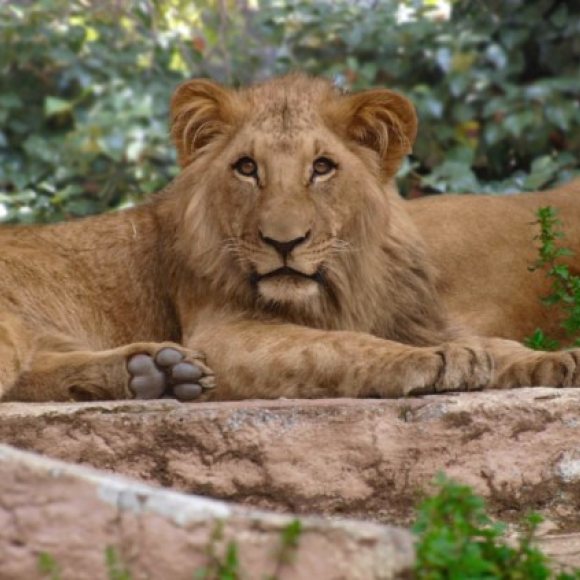 Free visit to the Barcelona Zoo