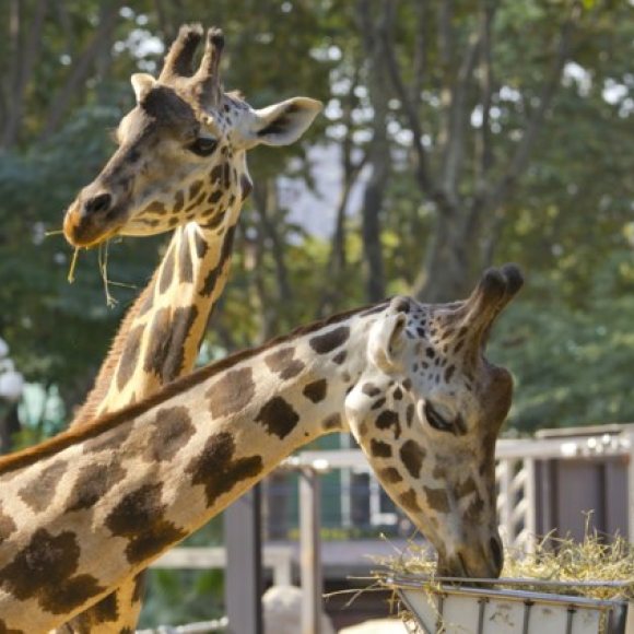 Free visit to the Barcelona Zoo