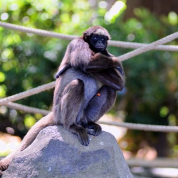 Visita libre al Zoo de Barcelona